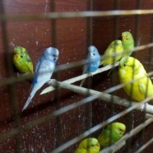 Topdan qiymetlerle..Zoo.Shop