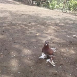 əlavə dovşanlar və göyərçinlərdə var