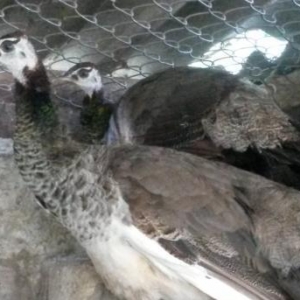 Tovuz quwu ve heyrati