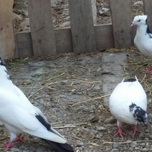 satıram qarabaş dəs qaraquyruqdu yerli sortdu 6