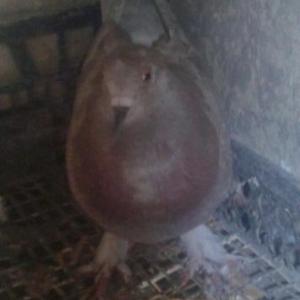 göyərçin satılır