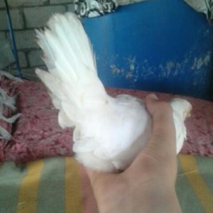 gözel yaponka ela sort hec xesdeliy olmayb kend yaponkasi