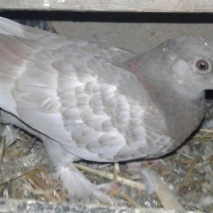 göyərçin satılır