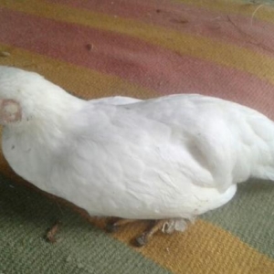 gözel yaponka ela sort hec xesdeliy olmayb kend yaponkasi