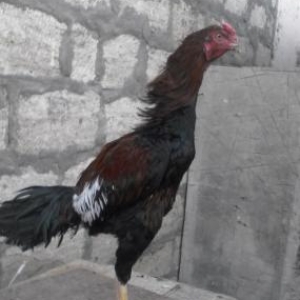 Yaxwi cins bece satilir…8ayliqdir