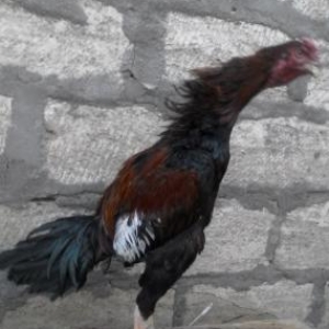 Yaxwi cins bece satilir…8ayliqdir