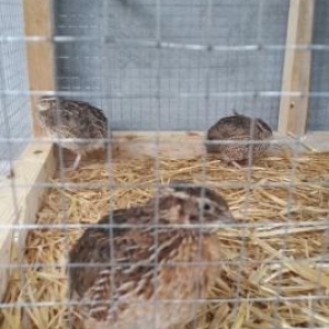 şemkir bildirçinleri