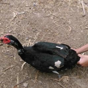 Pekin Ordek  ve Lal ordek