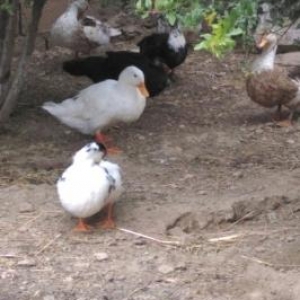 Pekin Ordek  ve Lal ordek