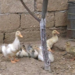 Pekin Ordek  ve Lal ordek