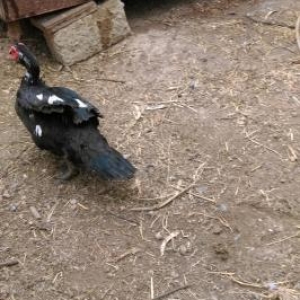 Pekin Ordek  ve Lal ordek