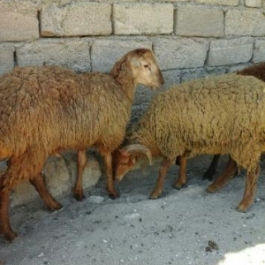 Qurbanliq Qarabag Quzulari