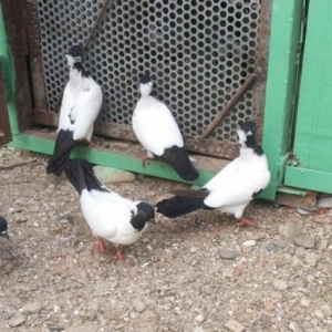 temiz qaraba§ manaxlar satilir..