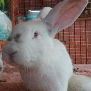 hazir cutduler15 ayin quwleidir. hal hazirda yuvaya girirler yumurta q