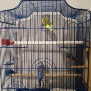 bir disi qus iki erkek 5 ayliq quslardi 3 ededde y