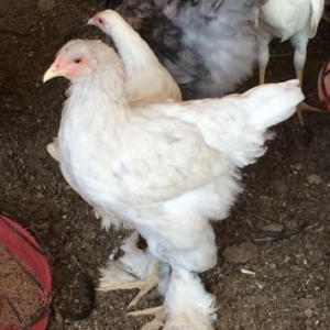 Brama, Koxinxin, Orpington