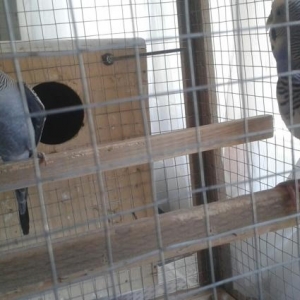 Salam tecili bir cut papuqay satilir.