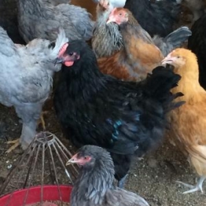 Brama, Koxinxin, Orpington