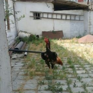 Gilani xoruz satiram