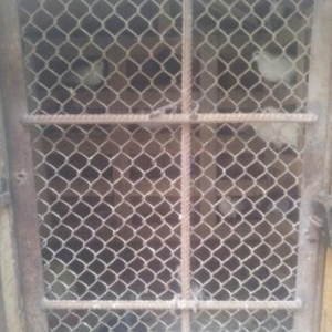 14 göyərçin balalarıda var quşdamı ilə birgə saatıram.