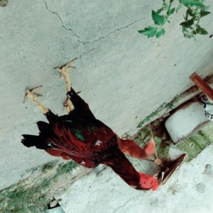 Cütü 60 azn bece fere