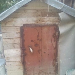 14 göyərçin balalarıda var quşdamı ilə birgə saatıram.