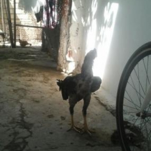 Gilani xoruz satiram