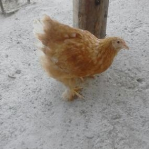 qızılı rəngli Braman