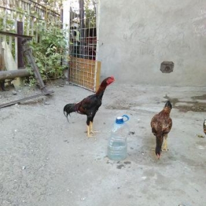 Heyrati bece 6 ayliqdi temiz belkadi alan adam öz