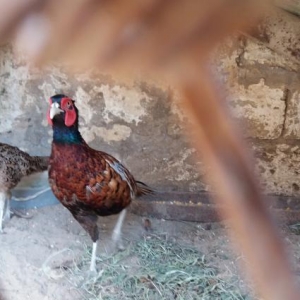 Qırqovul erkək dişi