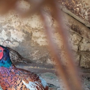 Qırqovul erkək dişi