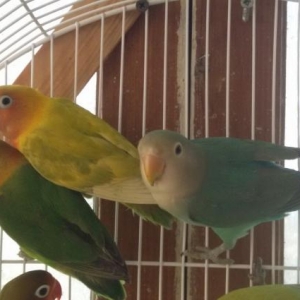 Неразлуники на любой вкус .