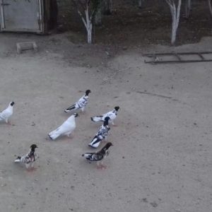 qarabaslar satilir tecili