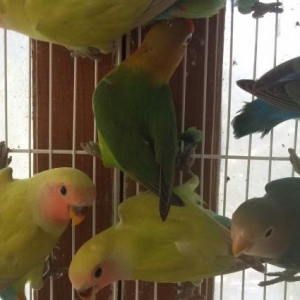 Неразлуники на любой вкус .