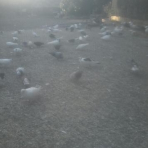 her cur quş var razlaşma yolu ile500eded