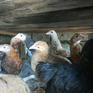 üç ayliq cücelerdi tam saglamdi