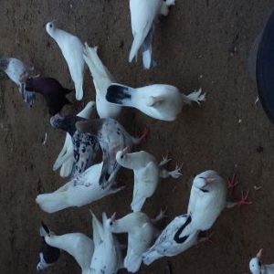 Goyercin satiram leleyli nesilinendi baladi