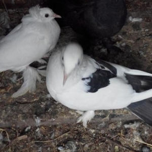 qara quyruq 20 tuk disidi. ag 24 tuk erkedi. tam saglam qusdardi bir d