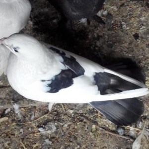 qara quyruq 20 tuk disidi. ag 24 tuk erkedi. tam saglam qusdardi bir d