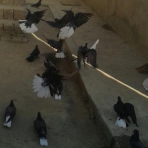 Ag quyruq esenlerden