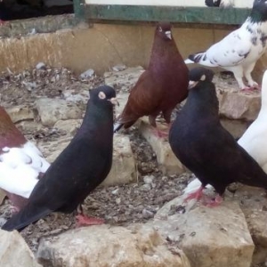 iranski sehtan kekil komuru qsradilar bir cutdu bir ildi mendediler 4