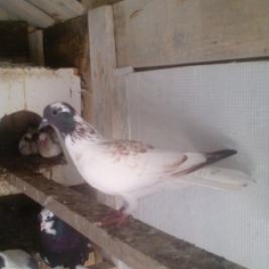 mayadi 18 quyruqdur.