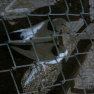 enniquyruq boynugulu