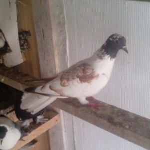 mayadi 18 quyruqdur.