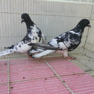 qarabaş xalcali çilpaq eni quyruqlar satilir.