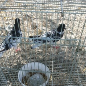 qarabaş xalcali çilpaq eni quyruqlar satilir.