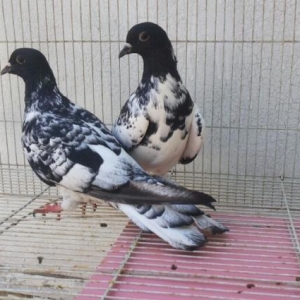 qarabaş xalcali çilpaq eni quyruqlar satilir.