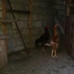 Heyrati 6 Aylig Turetiski