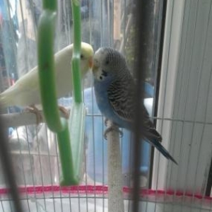 prodayetsa kletka s volnistimi popugay