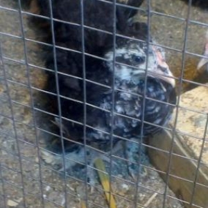 karlik birama balasi ag yaponka fere xoruz yaponka cuceleri ve ag papa